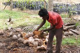 How to farm for profit in the philippines, business ideas. There S No Monkey Business With Our Coconut Harvest