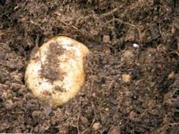Le patate si raccolgono generalmente una volta all'anno, in zone a clima molto mite due. Conservazione Delle Patate Dopo La Raccolta Come Mantenere Le Patate Dal Giardino It Haenselblatt Com