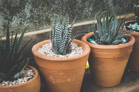 What are the best soil for succulents and cacti? Can Cactus Soil Be Used For Succulents City And Garden