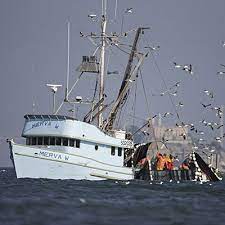 Anchovy Fishing Onboard The Merva W California Travel Boat Fishing Boats