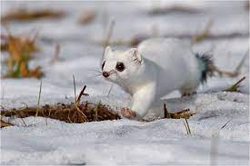 hermelin forum fur naturfotografen hermelin susseste haustiere ausgestopftes tier