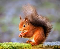 We did not find results for: Red Squirrels With Familiar Neighbors Have A Greater Chance Of Survival Earth Com
