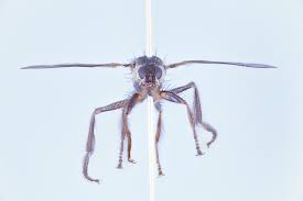 Image result for Eulophia bisaccata