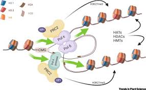 See dna transcription stock video clips. Chromatin Dna Replication And Transcription Closing The Triangle Trends In Plant Science