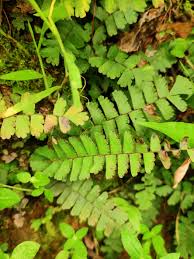 Image result for Adiantum incisum