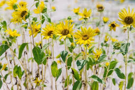 Globalrose.com has been visited by 10k+ users in the past month Premium Photo Yellow Flowers On The Mountain