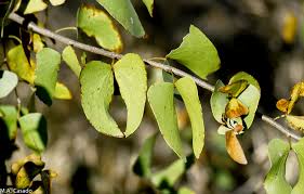Image result for Colophospermum mopane