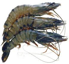 Fresh S1+ S2 Queen Prawns + King Prawns, Jumbo Prawns + Giant Jumbo Prawns  And Prawns Without Head Price Per -1Kg Available For You To… | Instagram
