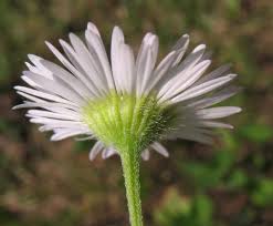 Image result for Oxyanthus strigosus