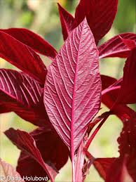 Image result for Amaranthus hybridus