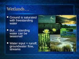 Maybe you would like to learn more about one of these? Powerpoint Wetlands Biomes Species Diversity By Geogirl Tpt