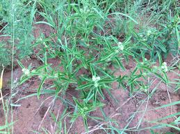 Image result for Caroxylon littoralis