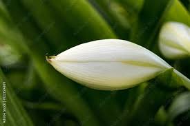 Image result for Crinum jagus