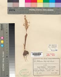 Image result for Chlorophytum subpetiolatum