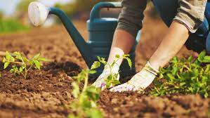 Contact red letter garden improvements on messenger. Gardening Why I Garden Pomerado News