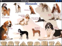 Check spelling or type a new query. Microsoft Dogs Pc Review And Full Download Old Pc Gaming