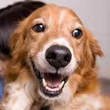Maybe you have been wondering if going with golden retriever mix puppies is a better idea. Scarlett Brittany Spaniel Golden Retriever Mix An Adoptable Dog In Richmond Mo Though Sc Brittany Spaniel Dogs Unique Dog Breeds Most Beautiful Dogs