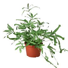 Image result for Pteris cretica