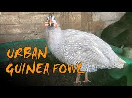 We did not find results for: Keeping Guinea Fowl 3 Tips For Urban Guinea Fowl Youtube