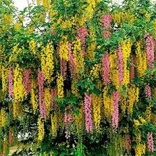 Image result for Laburnum