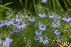 Check spelling or type a new query. Love In A Mist Nigella Damascena Wisconsin Horticulture