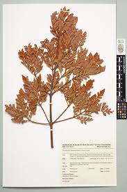 Image result for Phyllocladus trichomanoides