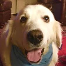 Find dogs and puppies locally for sale or adoption in new brunswick : Pin On Animal Rescue