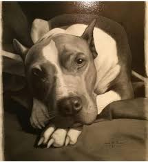 I have never really done any pet portraits so thankfully bella was patient with me. On Drawing Pet Portraits Realism Today