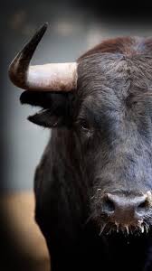 Mefiez Vous Du Taureau Toros De Lidia Monta De Toros Toros Pintados