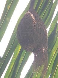 Dimana semua bagian dari pohon tersebut mempunyai manfaat dan tidak ada yang terbuang. Sarang Yang Unik Bentuk Mas Kawin Burung Manyar Steemit
