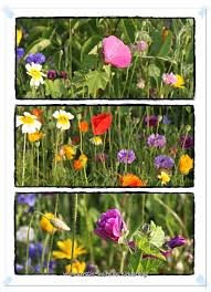 Blumenwiese Im Garten Kinder Blog Summerland Plants Sustainability
