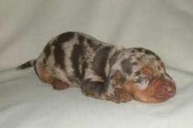 I just added this page to my website. Pin By Kathleen Hoover On Doxies Dachshund Puppies For Sale Dapple Dachshund Dachshund Puppy Miniature