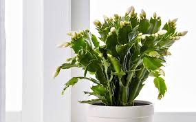I moved them upstairs to the attic, colder temps and minimal light with less watering. Christmas Cactus A Houseplant That Will Change Your Life Gardenista
