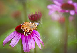Maybe you would like to learn more about one of these? 7 Reasons Why You Should Grow Purple Coneflowers Dengarden