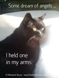  14 Pet Quotes Cat Ideas Pet Loss Grief Animal Quotes Pet Remembrance