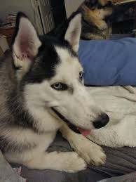 What Should You Know Before Adopting A 1 Year Old Husky Quora