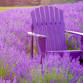 Lavender Retreat