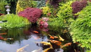 Jika anda berencana membuat kolam ikan atau sudah memilikinya, coba ikuti aturan feng shui agar kolam ikan di rumah membawa hoki. 7 Manfaat Memelihara Ikan Koi Di Rumah Yang Jarang Disadari