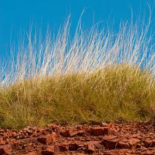 Image result for Aristida stipoides