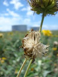 Image result for Verbesina encelioides