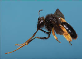 Image result for Corycium dracomontanum