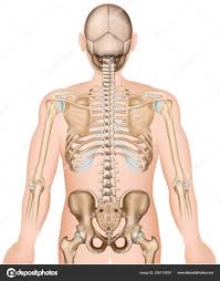 Consists of the five vertebrae between the ribs and the pelvis. Anatomy Of Ribs Anatomy Drawing Diagram