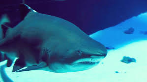 Der Weisse Hai Im Meereszentrum Fehmarn Weisserhai Fehmarn Meereszentrum Instagram Instagram Posts Fish Pet