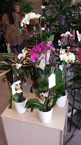 Who Can Resist Orchids Flower Delivery Orchid Arrangements Orchids