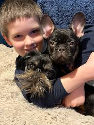 How to stop dogs from eating their own feces?