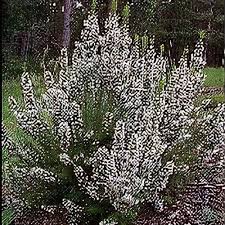 Image result for Erica arborea