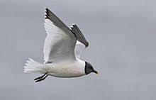 Birds That Start With A U Sabine S Gull Wikipedia The Free Encyclopedia Arctic Tern Food Animals Sea Birds