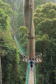 Frim canopy walkway | attractions. A Travel Bucket List Part 1 16 Places To Lose My Heart Before I Depart Borneo Rainforest Places Around The World Places To Go