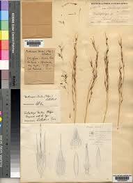 Image result for Danthoniopsis chimanimaniensis