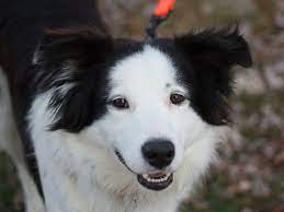 Border Collie Dog For Adoption In Cookeville Tn Adn 414052 On Puppyfinder Com Gender Male Age Young Collie Dog Border Collie Dog Adoption